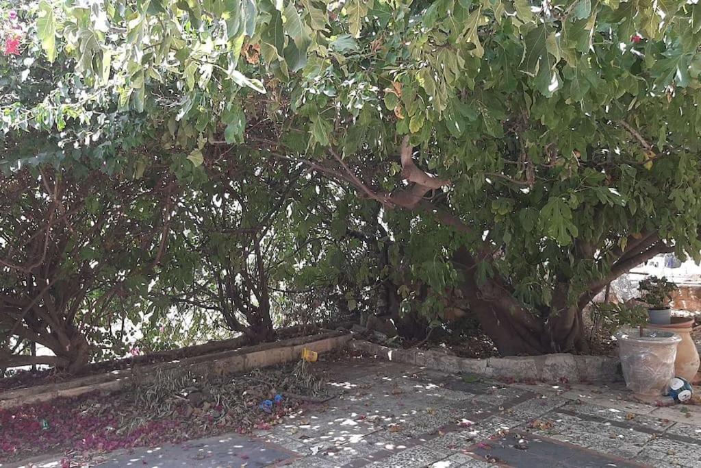 צפת Self-Contained Garden Apartment With Galilee Sea & Mountains View 2 מראה חיצוני תמונה